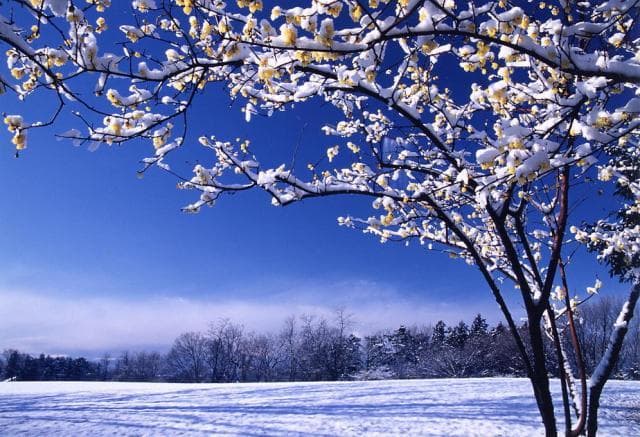 山上城跡公園ロウバイ