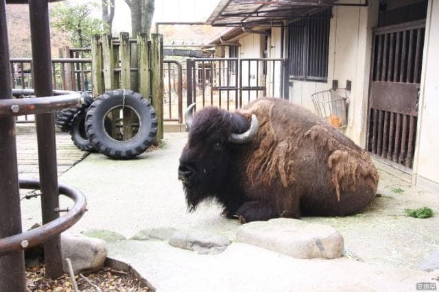 愛媛県立とべ動物園 アメリカストリート