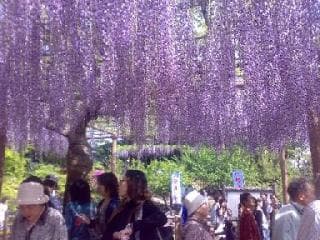 こうなん藤まつり