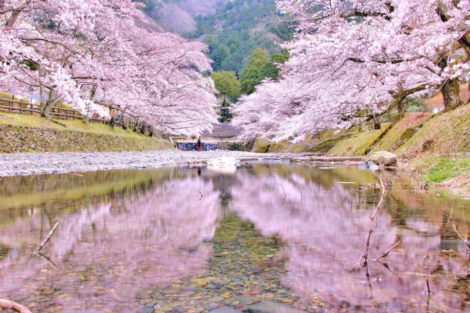 七谷川（和らぎの道）の桜